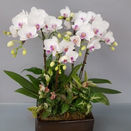 ORCHID DESIGN SMALL